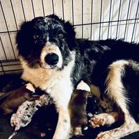 Cucciolo border collie