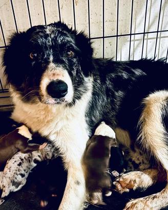 Cucciolo border collie