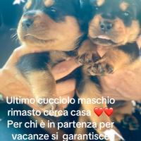 Cuccioli Rottwailer