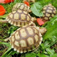 Tartarughe di terra Sulcata + Lampada per Rettili