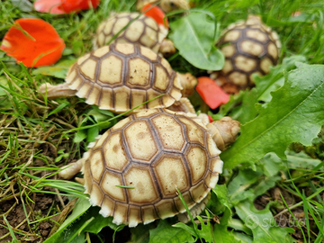 Tartarughe di terra Sulcata + Lampada per Rettili
