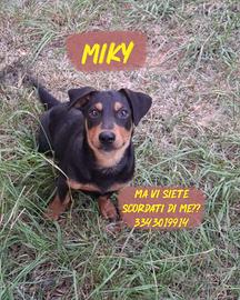MIKY: cucciolo