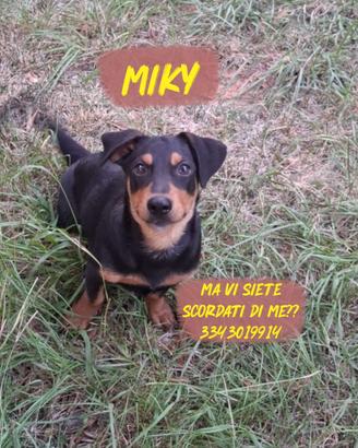 MIKY: cucciolo