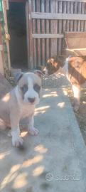 Cuccioli Amstaff