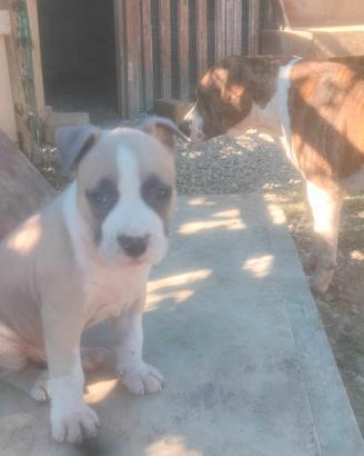 Cuccioli Amstaff