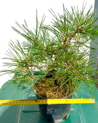 Prebonsai di pino nero