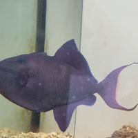 Pesce Balestra Odonus Niger XL