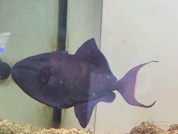 Pesce Balestra Odonus Niger XL