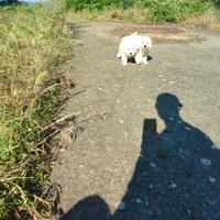 Cuccioli di maremmani