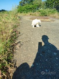 Cuccioli di maremmani