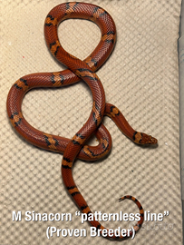 Coppia Lambropeltis sinacorn Honduras