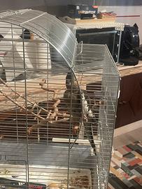 Calopsite femmina 8 mesi