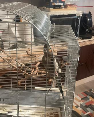 Calopsite femmina 8 mesi