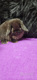 Cuccioli di coniglio Minilop ed Ariete nano pet