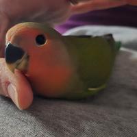 Inseparabile Roseicollis