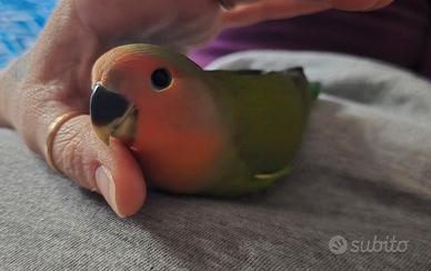 Inseparabile Roseicollis