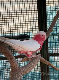 Roseicapilla lutino