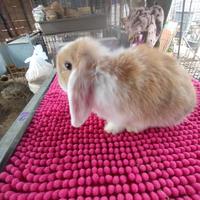 Coniglietto ariete nano