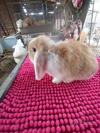 Coniglietto ariete nano