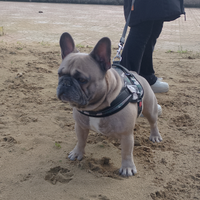 Bulldog francese x monta