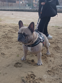 Bulldog francese x monta