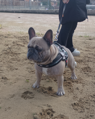 Bulldog francese x monta