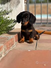 Bassottini ,cuccioli di bassotto Kaninchen e nano