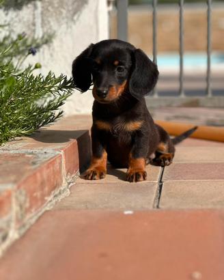 Bassottini ,cuccioli di bassotto Kaninchen e nano