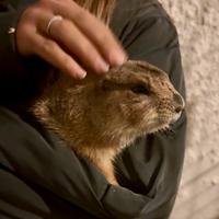 Coppia cani della prateria