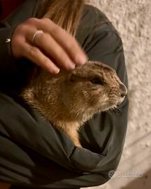 Coppia cani della prateria