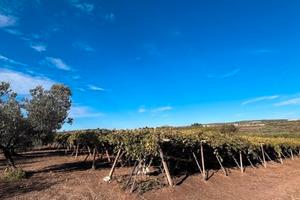 Terreno agricolo