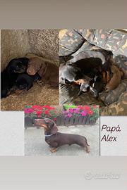Disponile cucciolo di bassotto nero focato