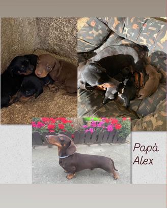 Disponile cucciolo di bassotto nero focato