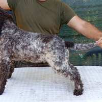 Cane cucciolo lagotto romagnolo 5 mesi