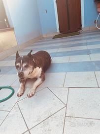 Adozione del cuore per Tyson - 12 anni