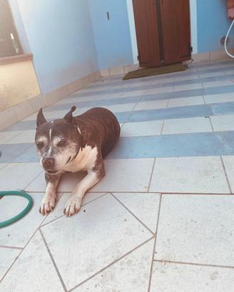 Adozione del cuore per Tyson - 12 anni