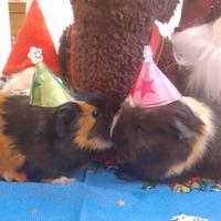 Cavie peruviane o porcellini d'india