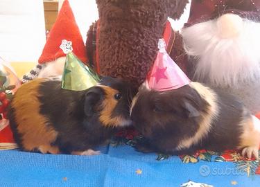 Cavie peruviane o porcellini d'india