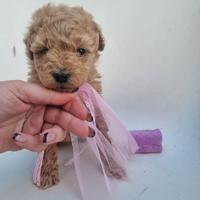 Cucciola barboncina toy albicocca