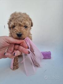 Cucciola barboncina toy albicocca