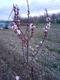 Terreno agricolo per orti