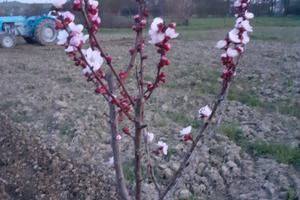 Terreno agricolo per orti