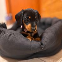 Meravigliosi Cuccioli di bassotto