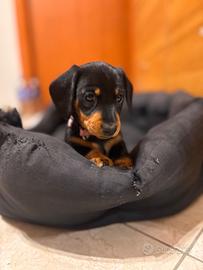 Meravigliosi Cuccioli di bassotto