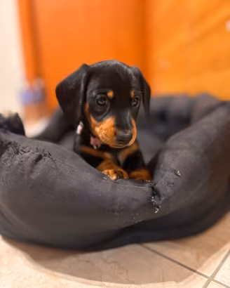 Meravigliosi Cuccioli di bassotto