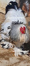 Brahma Argento columbia Pulcinotti