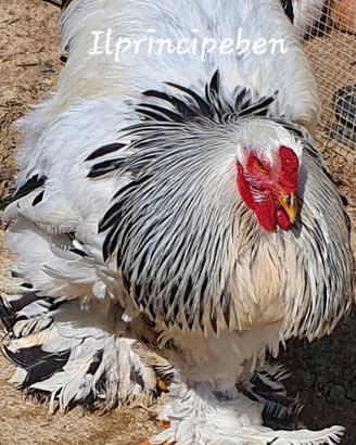Brahma Argento columbia Pulcinotti