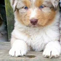 Cucciolo australian shepherd