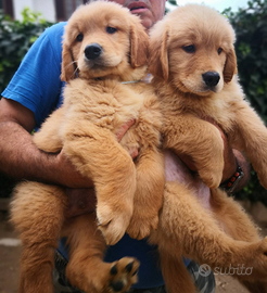 Cuccioli golden retriever American types