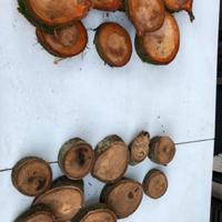 Legna ciliegio noce per barbecue
